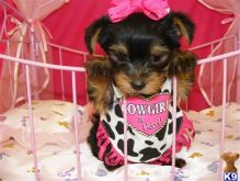 Teacup Yorkie male and female puppies ready with all papers Email : goldpuppy202@gmail.com