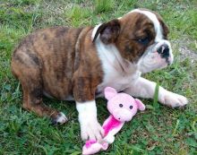 AKC Registered English Bulldog.send me sms at 484 816-4272