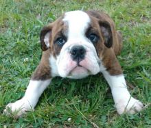 Beautiful red and white English bulldog puppies.send me sms at 484 816-4272