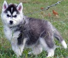Beautiful Siberian Husky Puppies