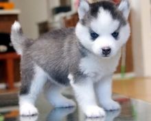 CKC-registered Siberian Husky Pups for Free