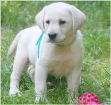 CUTE AND GOOD LOOKING LABRADOR RETRIEVER PUPPIES FOR RE-HOMING