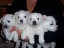 Intelligent & Brilliant Westie puppies ready free for adoption