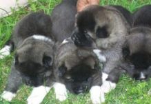Lovely akita puppies for free adoption.