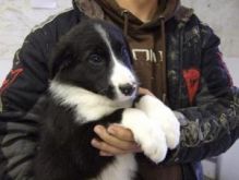 Lovely Border Collie pups