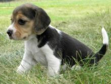 Male and female Beagle Puppies ready for adoption