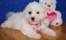 Male and female Bichon Frise Puppies.