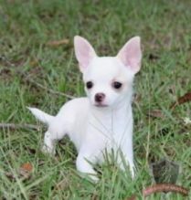 male and female Chihuahua Puppies that needs a new home now!