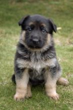 Male and female german shepard puppies available for fast adoption