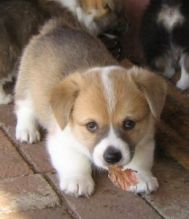 Pembroke Welsh Corgi puppies.