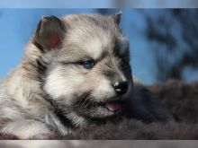 Pomsky puppies, male and female