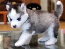 Purebred Siberian Husky Puppies