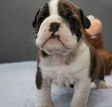 Registered English Bulldog send me sms at 484 816-4272