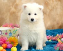 Samoyed For Sale