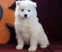 Samoyed Pedigree Puppies