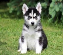 Siberian Husky Pups