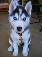 Siberian Husky Pups for Adoption