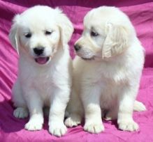 well trained male and female goldern retreiver Puppies For adoption
