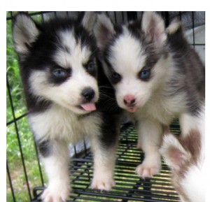 Beautiful Siberian Husky Puppies! Image eClassifieds4u
