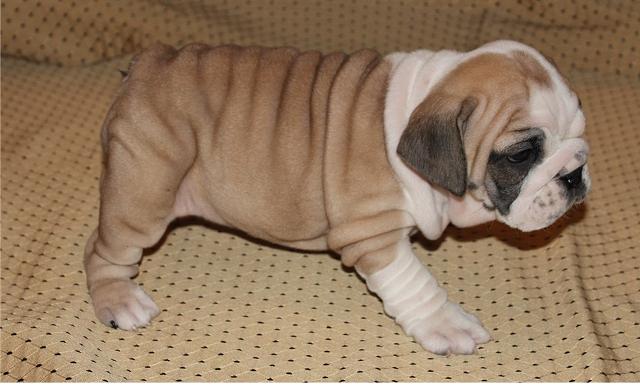 Careful English Bulldog puppies puppies for sale 484 816-4272 Image eClassifieds4u