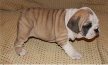 Careful English Bulldog puppies puppies for sale 484 816-4272 Image eClassifieds4U