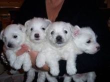 Intelligent & Brilliant Westie puppies ready free for adoption Image eClassifieds4U