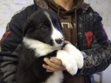 Lovely Border Collie pups Image eClassifieds4U