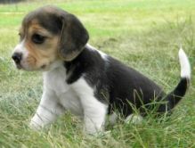 Male and female Beagle Puppies ready for adoption Image eClassifieds4U