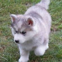 Siberian Husky Puppies for Adoption t, Image eClassifieds4U