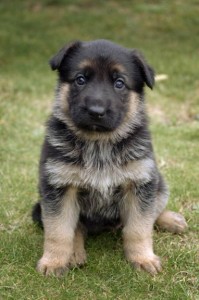 Male and female german shepard puppies available for fast adoption Image eClassifieds4u
