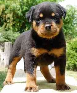 Male and female Rottweiler puppies Image eClassifieds4u
