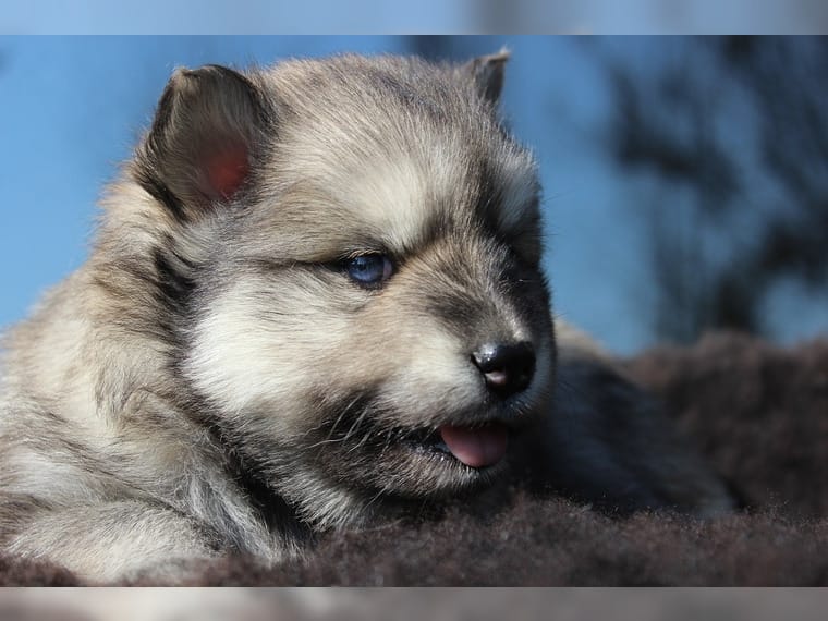 Pomsky puppies, male and female Image eClassifieds4u