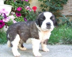 Saint Bernard Puppies Image eClassifieds4u