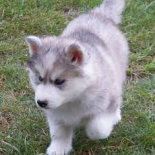 Siberian Husky Puppies for Adoption t, Image eClassifieds4u