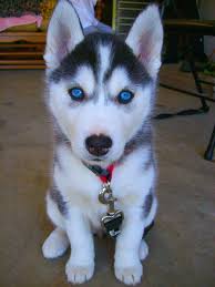 Siberian Husky Pups for Adoption Image eClassifieds4u