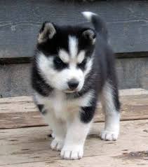 Sweet Siberian Huky Puppies Image eClassifieds4u