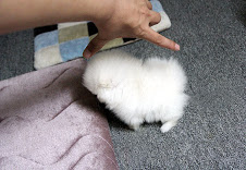 adorable pomeranian puppies available Image eClassifieds4u