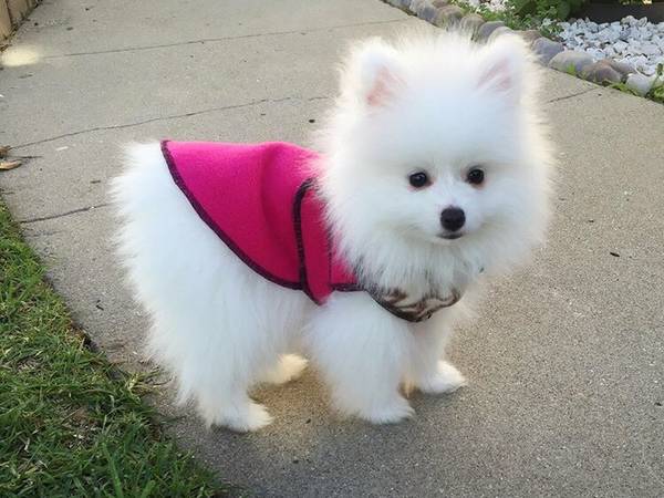 All White Pomeranian Puppy for Sale Image eClassifieds4u