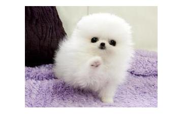 Pomeranian puppies available now at affordable price. Image eClassifieds4u