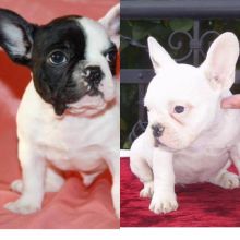 (443) 372-8254 4 French Bulldog Puppies Available