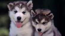 Males and females Siberian// husky puppies