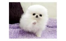 Pomeranian puppies available now at affordable price.