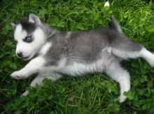 2 Beautiful Siberian Husky Puppies