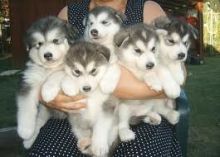 Alaskan Malamute Puppies.