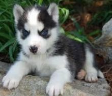 Absolutely gorgeous Siberian Husky Puppies