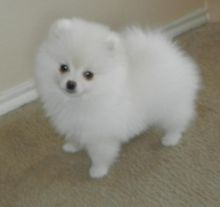 Adorable and loving T-cup pomeranian