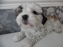 Adorable Male And Female Shih Tzu Puppies