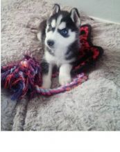 Adorable male and female Siberian husky puppies