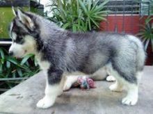 Adorable Siberian Husky puppies looking for good homes