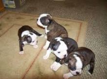 Boston Spaniel Puppies